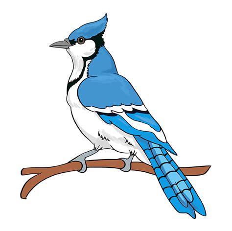 How To Draw A Blue Jay Really Easy Drawing Tutorial