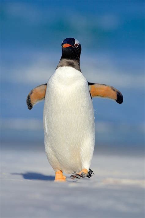 Gentoo Penguin Jumps Out Of The Blue Water While Swimming Through The