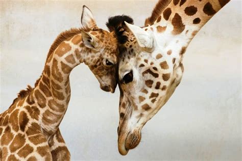 Amazing Photographs Of Animals With Their Babies