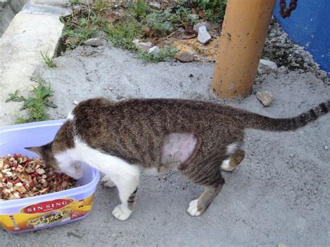 Spaying Subsidy For 1 Female Cat Hew Sook Yeans Animalcare