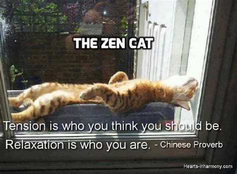 Zen Cat Funny Cats Funny Cat Pictures Funny Cat Memes
