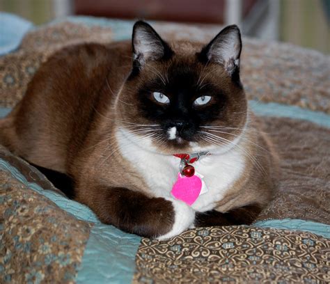 Snowshoe Siamese ~ I Am Owned By One And Shes A Beauty Siamese Cat