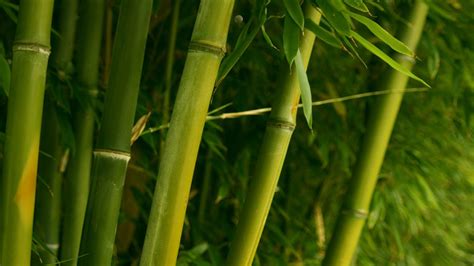 Bamboo Wallpaper HD PixelsTalk Net