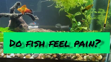 The Facts May Shock You How Does Pain Affect Fish Youtube