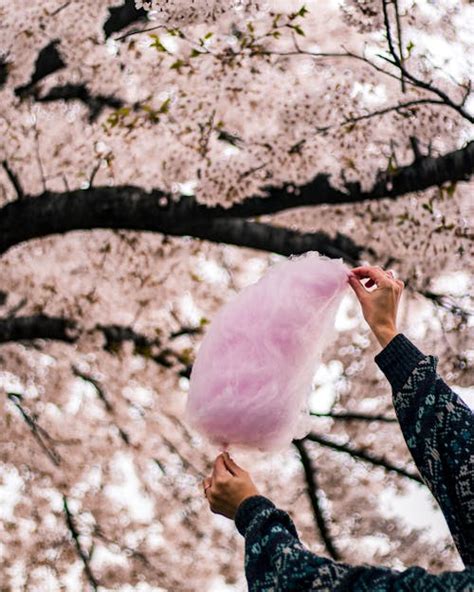 Cotton Candy Photos Download The Best Free Cotton Candy Stock Photos