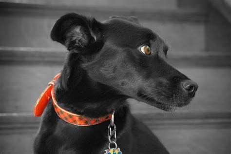 Free Photo Black Dog Portrait Animal Black Dog Free Download