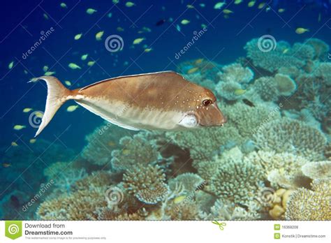 Indian Ocean Fishes In Corals Maldives Stock Photo