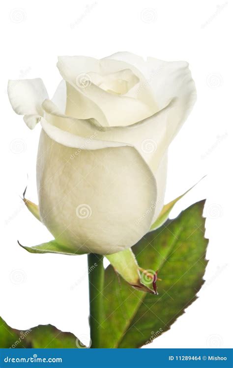 White Rose Isolated Stock Photo Image Of Tender White 11289464