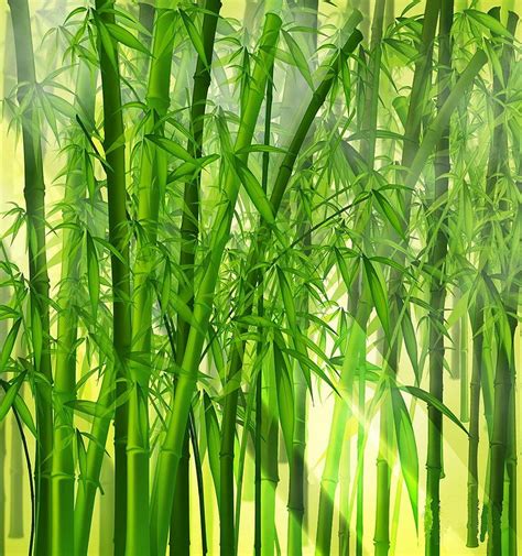 Bamboo Bamboo Background Nature Bamboo Tree Hd Phone Wallpaper Pxfuel