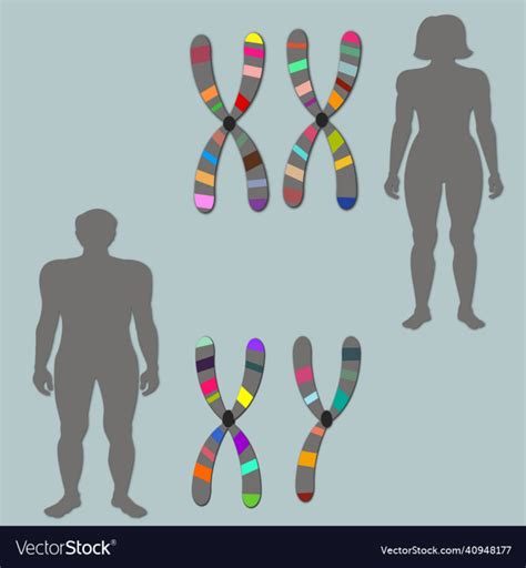 Sex Chromosomes Nohat Free For Designer