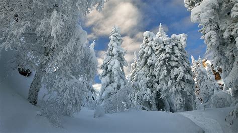 Snow Covered Forest With Snow Covered Trees During Winter Hd Nature