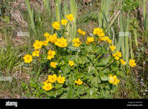 Marsh Marigold Or Kingcup Caltha Palustris In Madow Near A Pond Stock