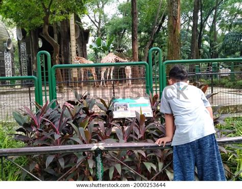 Kebun Binatang Ragunan Jakarta Indonesia 06162021 Stock Photo