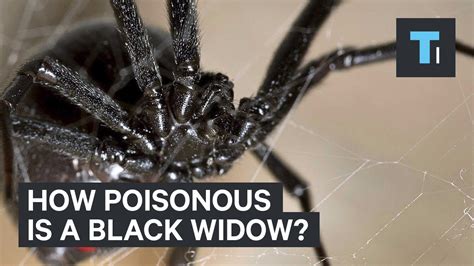 How Poisonous Is A Black Widow Youtube