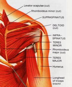 The long head of the biceps goes into the shoulder under the rotator cuff and onto the superior (top) the ca ligament along with the acromial process create the outlet of the shoulder thru which passes the supraspinatus tendon of the rotator cuff. Muscle Anatomy Of The Shoulder - Anatomy Drawing Diagram
