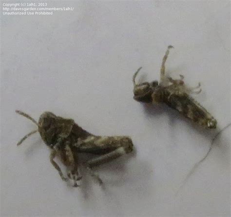 Insect And Spider Identification Closed Tiny Insect That Looks Like A Grasshopper 2 By 1alh1