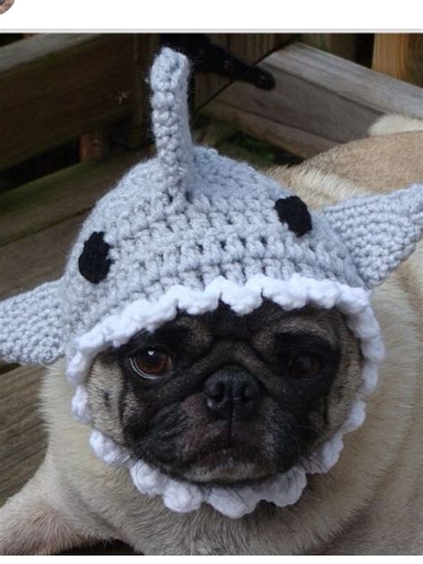 Funny Dog Hat Cute Pugs Pugs