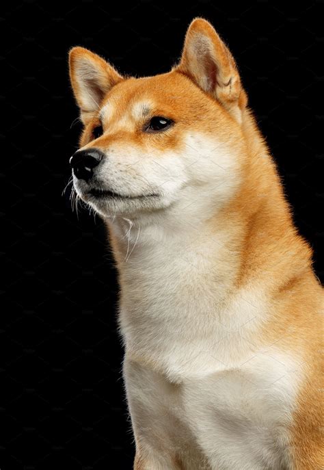 Shiba Inu Dog High Quality Animal Stock Photos ~ Creative Market