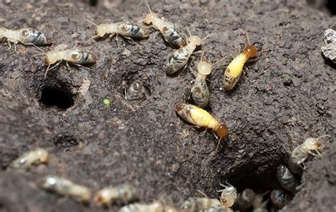 Identifying And Preventing Formosan Termites Protecting Your Home From