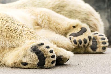 Paws Of Polar Bear Ursus Maritimus Stock Image Image Of Sitting