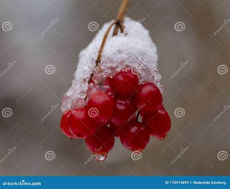 Berry Viburnum Frozen In The Snow Stock Image Image Of December