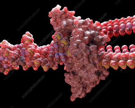 Dna Replication By Helicase Enzyme Stock Image C0139381 Science