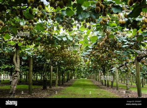 Reiche Ernte Kiwi Früchte Am Strauch In Einer Modernen Plantage Bei Te Puke Neuseeland Rich