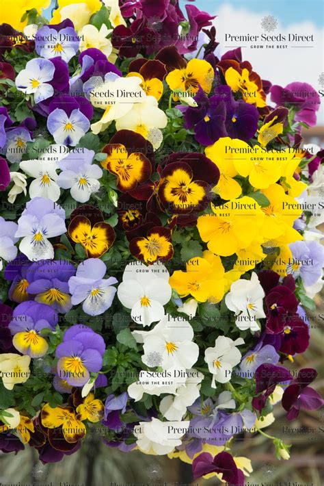 Pansy Trailing Winter Flowering Cool Wave Mixed Flowers Premier