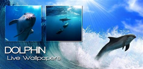 Dolphin Live Wallpaper Latest Version For Android Download Apk