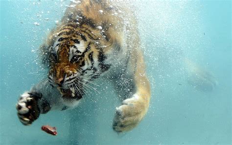 Tiger Underwater