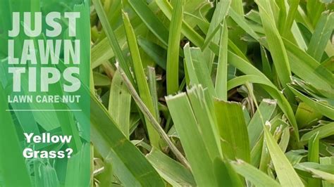 How To Fix Yellow Grass St Augustine Grass Turning Yellow St