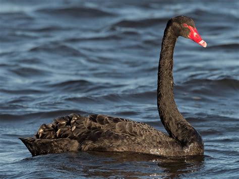 Black Swan Mvdsport Uy
