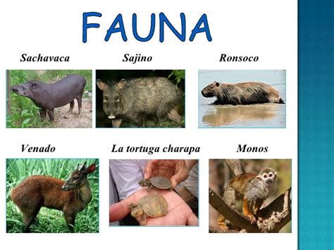 La Flora Y Fauna Del Peru 2017