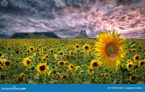 Sunflowers On The Gower Peninsula Stock Photo Image Of Natural