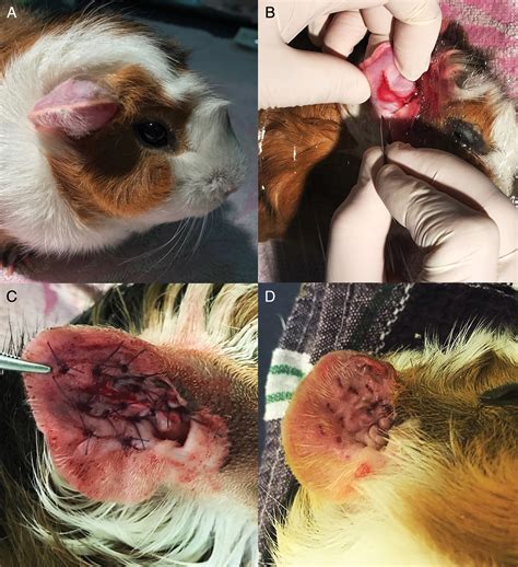 Aural hematoma in cats including diagnosis and symptoms, pathogenesis, prevention, treatment, prognosis and more. Aural haematoma in Guinea pig (Cavia porcellus) - Di ...