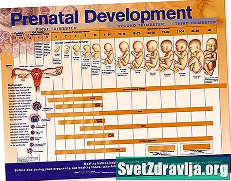 Zhvillimi Prenatal Shëndetësor 2024
