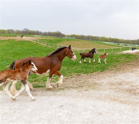 Update Budweiser Welcomes First Baby Clydesdale Of The Year