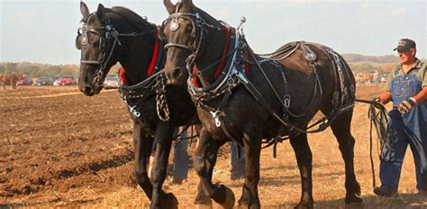 Draft Horses Still Pulling Their Weight In The Field News