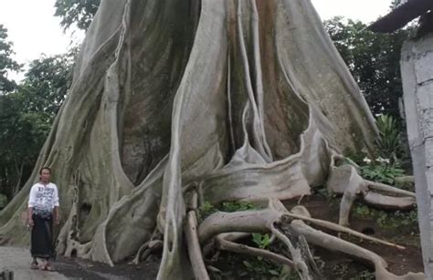 Pohon Tempat Bule Telanjang Di Marga Berkekuatan Magis Ini Kisahnya Bali Express