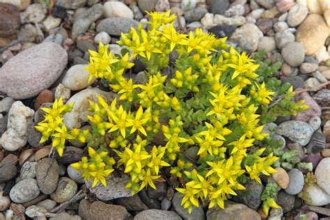 Sedum Ground Cover Varieties