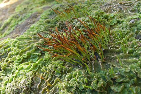 Our hornwort care guide covers everything you need to know about keeping this plant. What is the Difference Between Liverworts and Hornworts ...