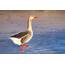 Greater White Fronted Goose Denver CO  Birding