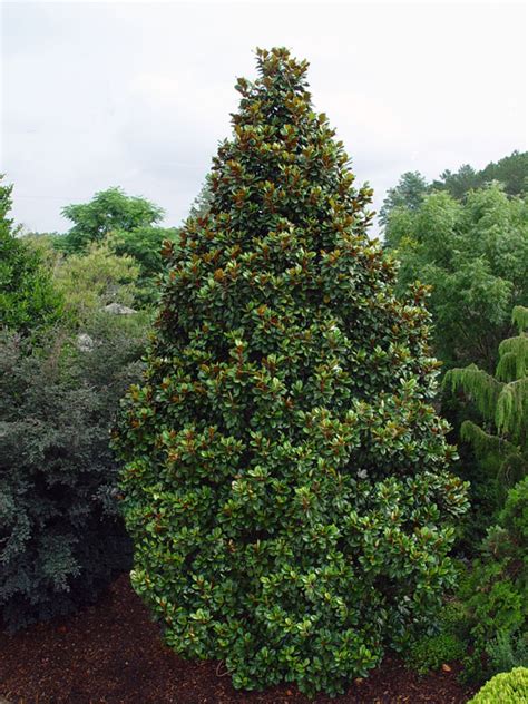 They are indicative only and will be affected by the environmental conditions of the site the tree is planted in. Plant Preview: To Choose a Living Christmas Tree, Think ...
