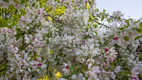 Weeping Crabapple Trees Characteristics Care And Varieties Rennie