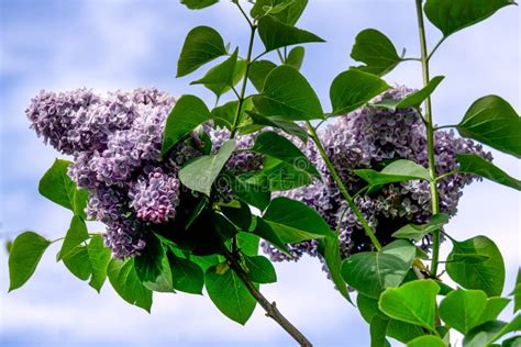 A Branch Of Purple Pink Double Lilac With Large Flowers Stock Photo