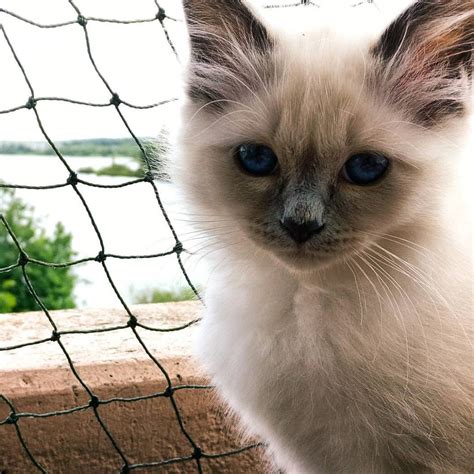 Birman Cat Breeds Profile And Characteristics Cats In Care