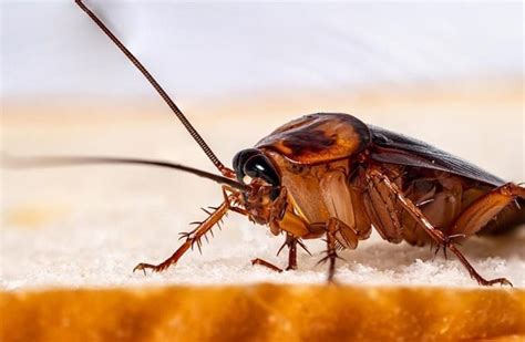 15 Types Of Pests That Can Invade Your Home Homeperformancenc