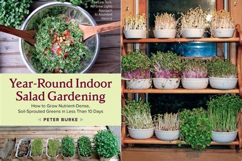 Grow An Indoor Salad Garden With Soil Sprouts A Piece Of Rainbow