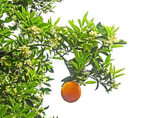 Ripe Oranges On Tree Stock Photo Image Of Apple Leaf 145336300