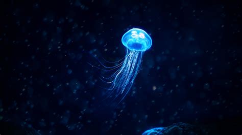 Glowing Jellyfish 4K Wallpapers | HD Wallpapers